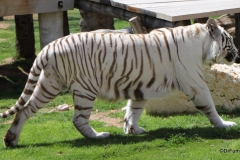 Al Ain Zoo, White Tiger