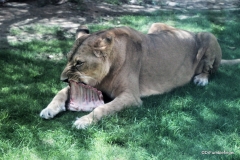 Al Ain Zoo, lioness