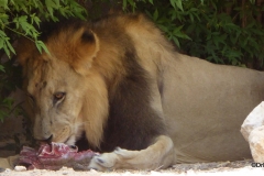 Al Ain Zoo, lion