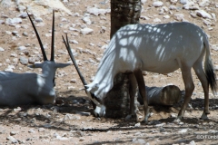 Al Ain Zoo, Arabian Oryx