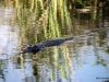 Alligator, Shark Valley, Everglades National Park