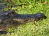 Alligator, Shark Valley, Everglades National Park