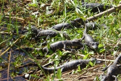 Baby Alligators, Shark Valley, Everglades National Park