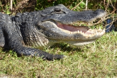 Alligators, Shark Valley, Everglades National Park