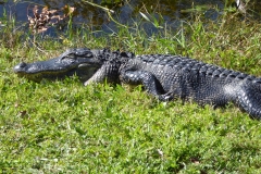 Alligators, Shark Valley, Everglades National Park
