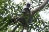 Anuradhapura -- Gray Langur Monkeys