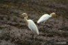 Anuradhapura -- Egrets