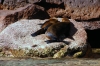 Sea Lion Rookery, Los Islotes