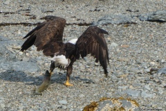 Bald Eagle and Salmon, Katmai National Park