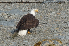 Bald Eagle and Salmon, Katmai National Park