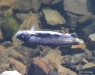 dead Kokanee salmon