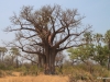 Baobob tree, Botswana