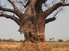 Baobob tree, Botswana
