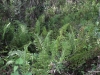 Ferns along the Big Cypress Bend Boardwalk