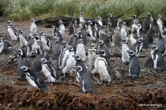 Tucker's Islets.  Magellanic penguin