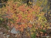 Fall colors, Blossom Lakes trail