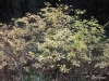 Fall colors, Blossom Lakes trail