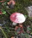 Mushrooms, Blossom Lake trail