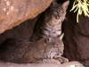 Bobcats, Living Desert Museum, Tucson