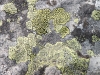 Lichens, Boom Lake