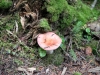 Mushrooms, Trail to Boom Lake