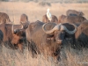 Buffalo herd, Sandibe concession, Botswana
