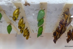 Pupae, Butterfly World, Florida