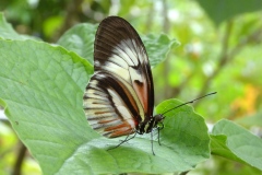Butterfly World, Florida