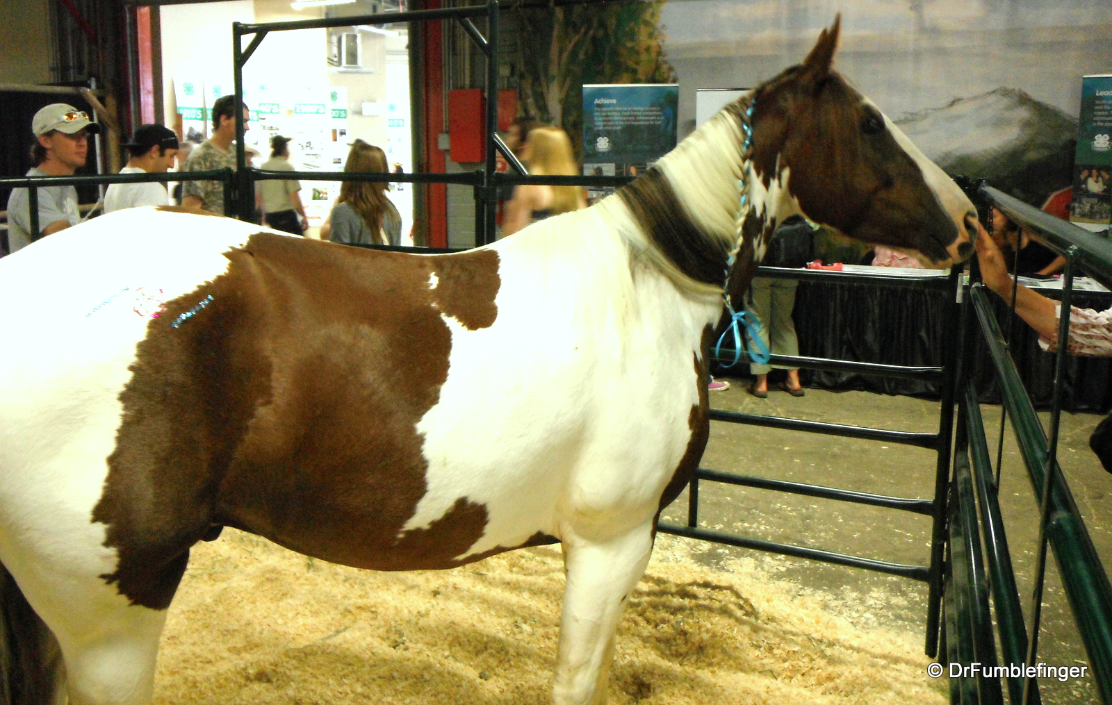 Horse in Agricultural exhibition