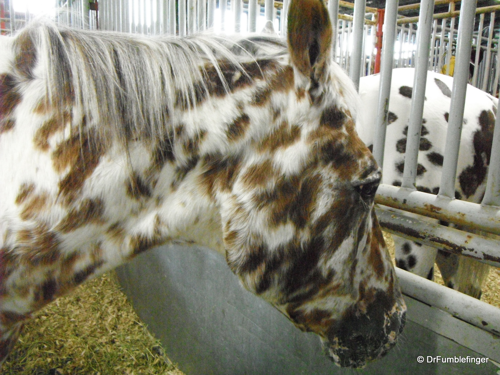 Leopard-patterned horse