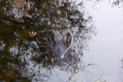 Alligator at dusk, Everglades National Park