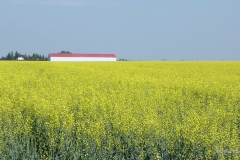 Canola Field, Saskatchewan