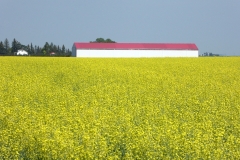 Canola Field, Saskatchewan