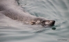 Seal, Hout Bay