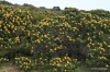 Protea, Cape of Good Hope Nature Reserve