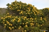 Protea, Cape of Good Hope Nature Reserve