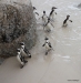 African penguins, Boulders Beach