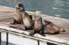Seals, V & A Waterfront