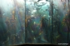 Main tank, Two Oceans Aquarium