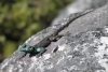 Lizard, Top of Table Mountain