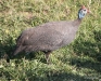 Guinea Fowl, Signal Hill