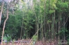 Bamboo thicket, Makawoa, Upcountry Maui