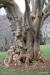Old gnarly tree, Monticello