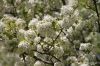 Cherry blossoms, Millennium Park