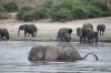 Elephants bathing, Chobe River