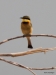 Swallow-tailed BeeEater