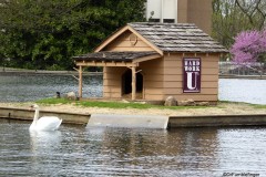 Swan, Lake Honor, College of the Ozarks, Branson