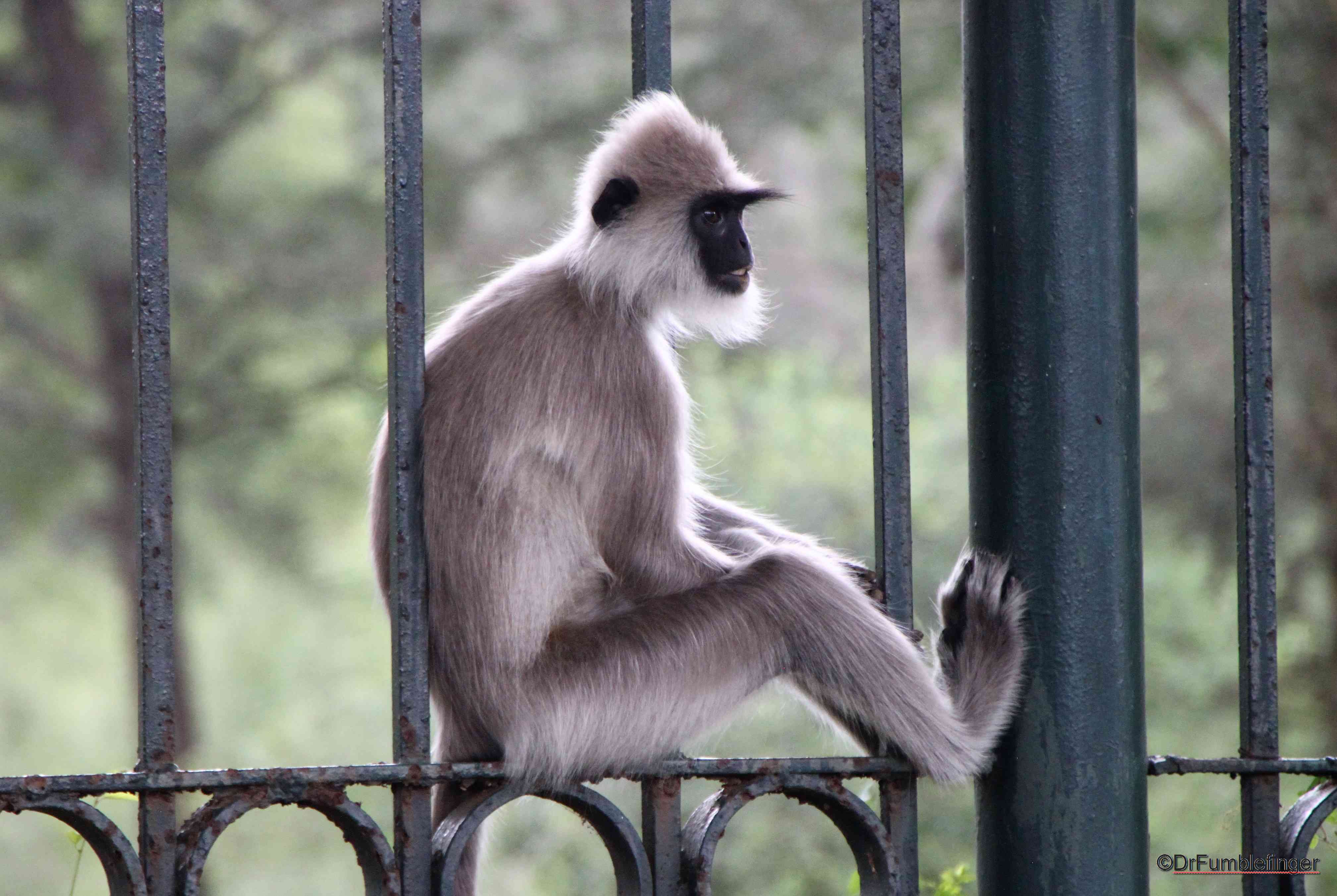 tufted grey langur monkey, Sri Lanka