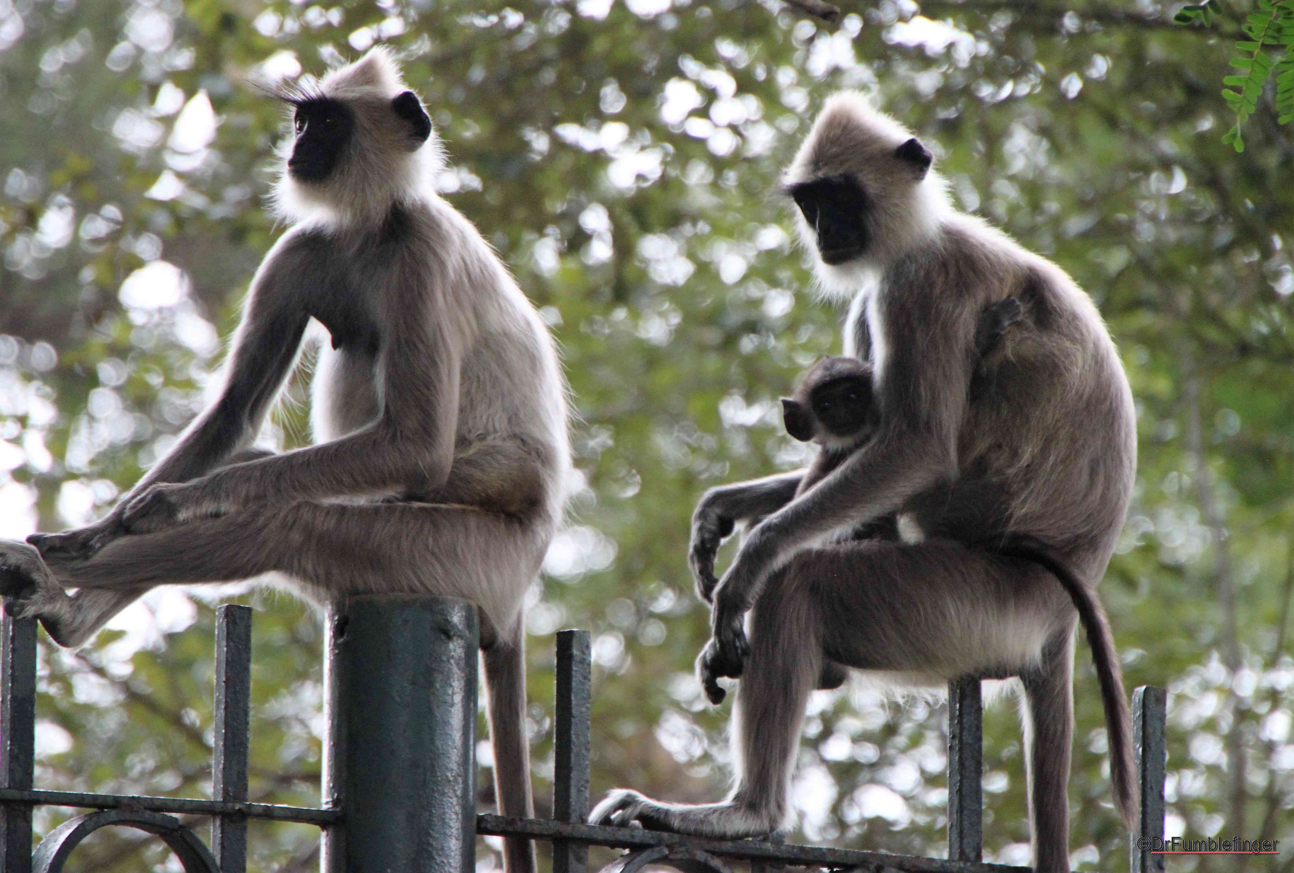 tufted grey langur monkeys, Sri Lanka