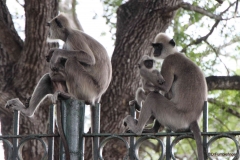 tufted grey langur monkeys, Sri Lanka